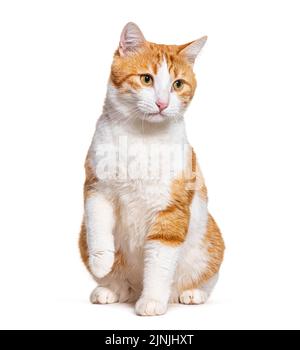Ingwer- und weiße Kreuzkatze, die vorne sitzt Stockfoto
