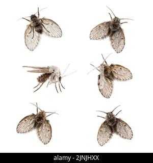 Sammlung von vielen verschiedenen Abfluss Fliegenansicht - Clogmia albipunctata - isoliert auf weiß Stockfoto