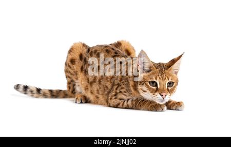 Savannah F1 Katze liegend, isoliert auf weiß Stockfoto