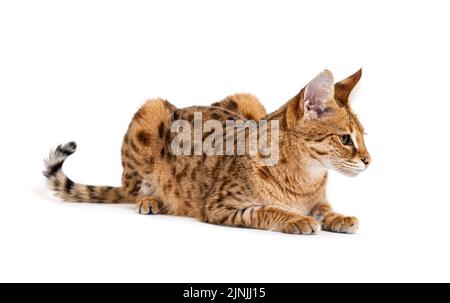 Savannah F1 Katze liegend, isoliert auf weiß Stockfoto