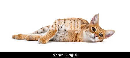 Savannah F1 Katze liegend, isoliert auf weiß Stockfoto