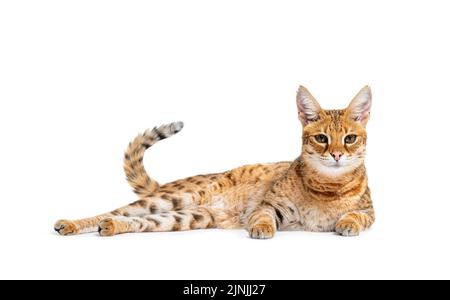 Savannah F1 Katze liegend, isoliert auf weiß Stockfoto