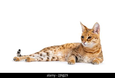 Savannah F1 Katze liegend, isoliert auf weiß Stockfoto