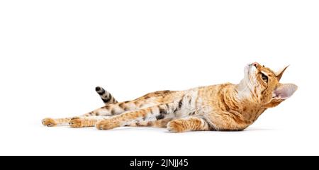 Savannah F1 Katze liegend, isoliert auf weiß Stockfoto