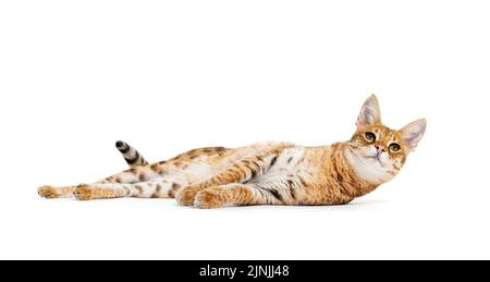 Savannah F1 Katze liegend, isoliert auf weiß Stockfoto