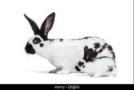 Seitenansicht eines karierten Riesenkaninchens und ihres kleinen Hasen, isoliert auf Weiß Stockfoto