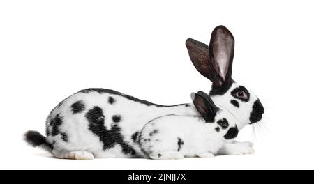 Seitenansicht eines karierten Riesenkaninchens und ihres kleinen Hasen, isoliert auf Weiß Stockfoto