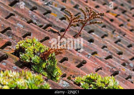 Gewöhnlicher Hauskiefer (Sempervivum tectorum), der auf einem alten Hausdach mit roten Dachziegeln wächst und traditionell Gebäude vor Blitzeinschlägen schützt Stockfoto