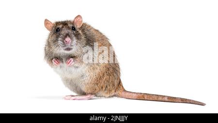 Seitenansicht einer braunen Ratte, die die Kamera auf ihren Hinterbeinen anschaut, Rattus norvegicus, isoliert Stockfoto