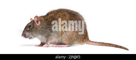 Seitenansicht einer braunen Ratte, Rattus norvegicus, isoliert Stockfoto