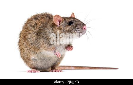 Seitenansicht einer braunen Ratte mit Blick auf die Kamera auf ihren Hinterbeinen, Rattus norvegicus, isoliert Stockfoto