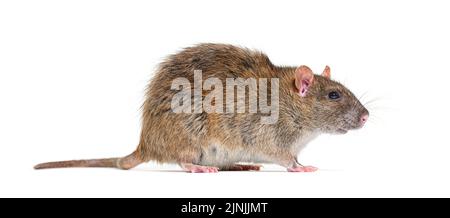 Seitenansicht einer braunen Ratte, Rattus norvegicus, isoliert Stockfoto