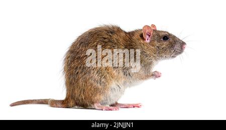 Seitenansicht einer braunen Ratte auf ihren Hinterbeinen, Rattus norvegicus, isoliert Stockfoto