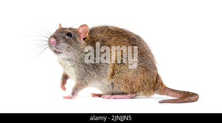 Seitenansicht einer braunen Ratte, Rattus norvegicus, isoliert Stockfoto