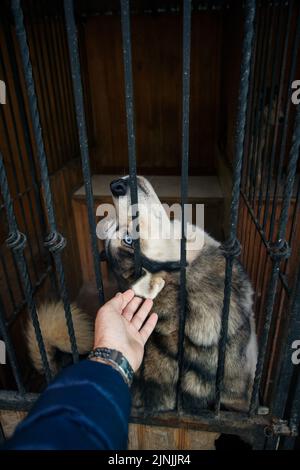 Husky Hund, der in einem Käfig sitzt und glücklich seinen Kopf hochhebt, weil er von einem Mann gestreichelt wird. Husky Hund im Käfig hinter Gittern. Einsamer Hund im Käfig Stockfoto