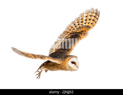 Seitenansicht einer Scheune Owl, nachtaktiver Greifvogel, ausgestreute Flugflügel, Tyto alba, isoliert auf der Weite Stockfoto