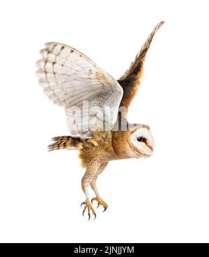 Seitenansicht einer Scheune Owl, nachtaktiver Greifvogel, ausgestreute Flugflügel, Tyto alba, isoliert auf der Weite Stockfoto