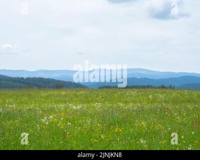 Schwarzwald, Deutschland - Mai 28. 2022: Fantastischer Blick über eine Wildblumenwiese in die weite Landschaft Stockfoto