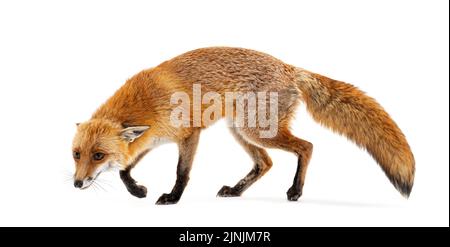 Rotfuchs schnüffelt den Boden, zwei Jahre alt, isoliert auf Weiß Stockfoto