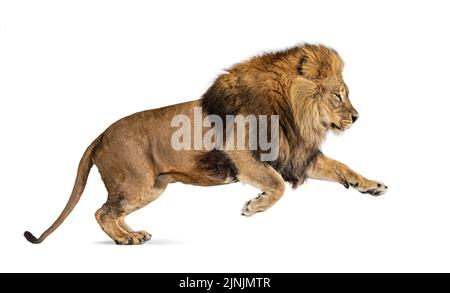 Männlicher erwachsener Löwe, Panthera leo, springend, isoliert auf Weiß Stockfoto