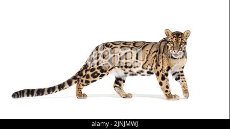 Profil eines getrübten Leoparden, Neofelis nebulosa, der die Kamera betrachtet und läuft, isoliert auf Weiß Stockfoto