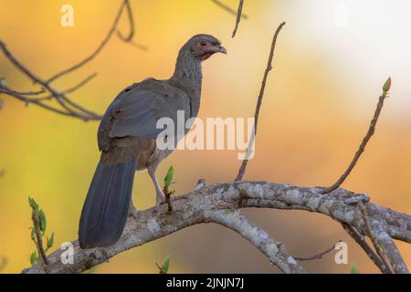 chaco chachalaca (Ortalis canicollis pantanalensis), auf einem Ast, Brasilien, Pantanal Stockfoto