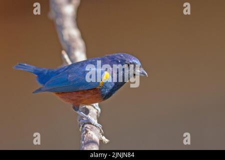 Kastanienbauchige Eeufonia (Ephonia pectoralis), Männchen auf einem Zweig, Brasilien, Mata Atlantica Stockfoto