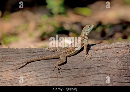 Amazonas-Lava-Eidechse (Tropidurus torquatus), auf einem Baumstamm, Seitenansicht, Brasilien, Pantanal Stockfoto