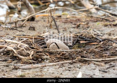 Großer Nordtaucher (Gavia immer), zwei Eier im Nest auf dem Boden, Kanada, Manitoba, Riding Mountain National Park Stockfoto