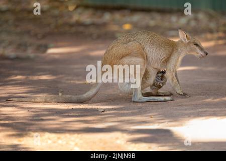 Agile Wallaby, sandige Wallaby (Macropus agilis, Wallabia agilis), auf einem Pfad mit einem Jungtier im Beutel, Seitenansicht, Australien, Norden Stockfoto