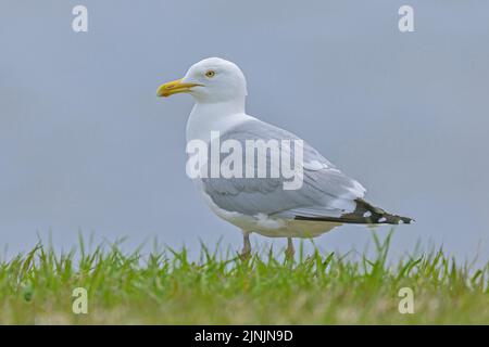 Amerikanische Heringslühe, Smithsonian Gull (Larus smithsonianus), auf einer Wiese in Zuchtrücken, Seitenansicht, Kanada, Manitoba, Stockfoto