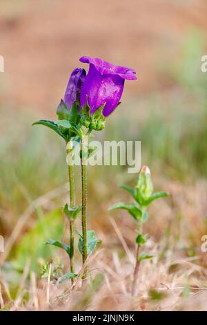 Glocken von Canterbury, Glockenblume von Canterbury (Campanula Medium), blühend Stockfoto