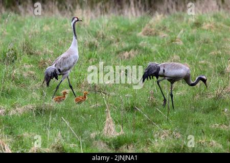 Gewöhnlicher Kranich, Eurasischer Kranich (Grus grus), Paar mit Küken, Deutschland Stockfoto