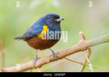 Kastanienbauchige Eeufonia (Ephonia pectoralis), Männchen auf einem Zweig, Brasilien, Mata Atlantica Stockfoto