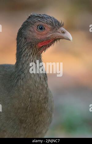 chaco chachalaca (Ortalis canicollis pantanalensis), Porträt, Seitenansicht, Brasilien, Pantanal Stockfoto