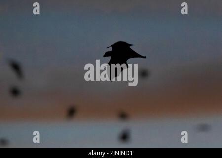 Schwarze Fruchtfledermaus, schwarzer fliegender Fuchs (Pteropus alecto), im Flug am Abendhimmel, Silhouette, Australien, Northern Territory, Nitmiluk National Park Stockfoto