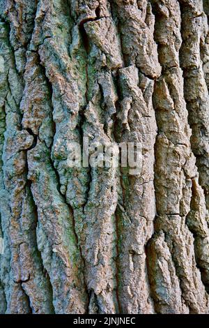 Gemeine Eiche, Stieleiche, Englische Eiche (Quercus robur, Quercus pedunculata), Rinde, Deutschland, Nordrhein-Westfalen Stockfoto