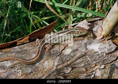 Sandeidechse (Lacerta agilis), junges Männchen, Deutschland Stockfoto