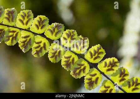 Maidenhair-Spleenwort, gewöhnliches Maidenhaar (Asplenium trichomanes), Sporangie in Sori auf der Blattunterseite, Deutschland Stockfoto