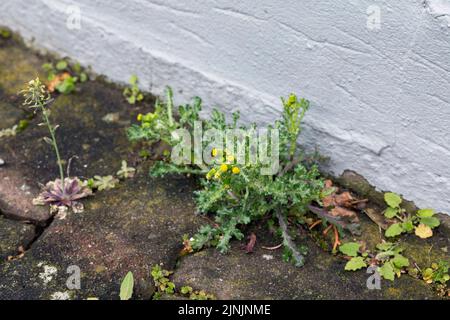 Gewöhnlicher Erdboden, alter Mann im Frühjahr (Senecio vulgaris), wächst in Pflasterlücke, Deutschland Stockfoto