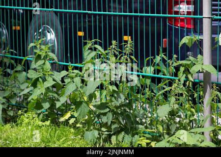 Brennnessel, Brennnessel, Brennnesselblatt, Brennnessel, Stachel (Urtica dioica), Blüht an einem Zaun, Deutschland Stockfoto