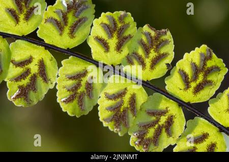 Maidenhair-Spleenwort, gewöhnliches Maidenhaar (Asplenium trichomanes), Sporangie in Sori auf der Blattunterseite, Deutschland Stockfoto