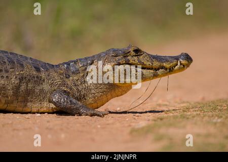 brillentragende Kaiman (Caiman Crocodilus), Porträt, Brasilien, Pantanal Stockfoto