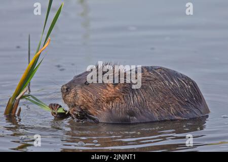 Nordamerikanischer Biber, kanadischer Biber (Castor canadensis), Fütterung im seichten Wasser, Seitenansicht, Kanada, Manitoba, Riding Mountain National Park Stockfoto