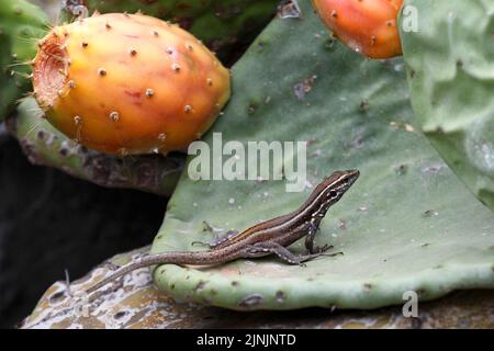 Gomeras Boettger-Eidechse (Gallotia caesaris gomerae, Gallotia gomerae, Lacerta galloti gomerae), endemisch auf La Gomera, Kanarische Inseln, La Gomera Stockfoto