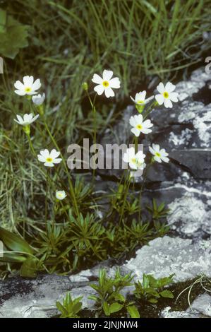 Milchweißer Felsen Jasmin (Androsace lactea), blühend, Österreich Stockfoto