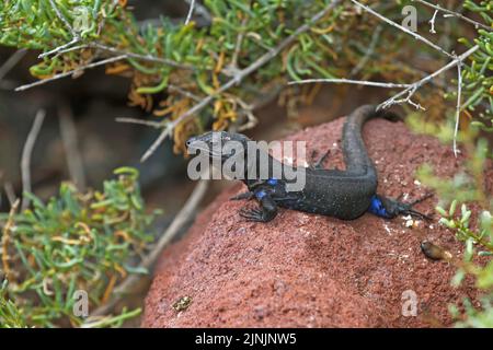 Gomeras-Boettger-Eidechse (Gallotia caesaris gomerae, Gallotia gomerae, Lacerta galloti gomerae), endemisch auf La Gomera, männlich, Kanarische Inseln, La Stockfoto