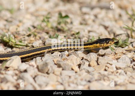 Rote Strumpfschlange (Thamnophis sirtalis parietalis, Thamnophis parietalis), Porträt, Kanada, Manitoba, Narcisse Stockfoto