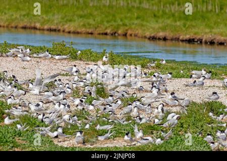 Sandwichseeschwalbe (Sterna sandvicensis, Thalasseus sandvicensis), Zuchtkolonie, Deutschland, Schleswig-Holstein, Helgoland Stockfoto