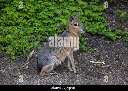 Patagonische Kavie (Dolichotis patagonum), sitzend, Deutschland Stockfoto